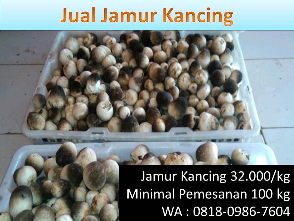 Harga bibit jamur kancing f3 Jual-jamur-kancing-surabaya